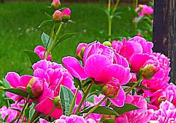 Pink Peony Plants 1