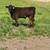 Angus steers 8 thumbnail