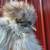 3 Silkie chickens 4 thumbnail