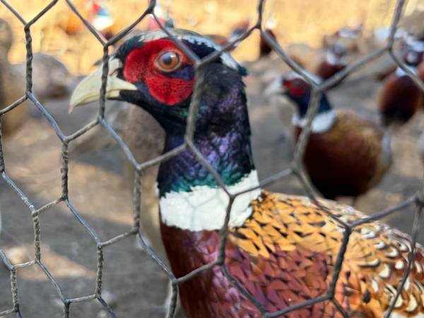 Ringneck Pheasants!!!!! 1