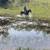 Fox Trotter Mare 10 thumbnail