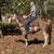 Nice Mare broke to Ride - Freckles 2 thumbnail