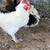 Large Roosters 2 thumbnail