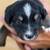 Mini Aussie pups 2 thumbnail