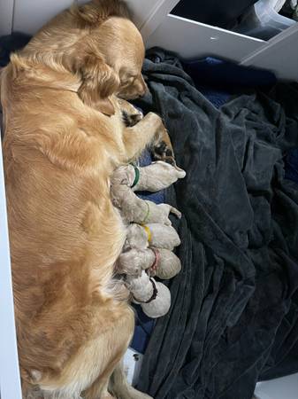 AKC Golden Retriever Puppies (Houston)63859313904387124