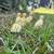 Runner Ducklings Non GMO Corn/Soy Free 4 thumbnail