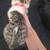 Kitten 5 thumbnail