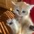 Cute kittens 2 thumbnail