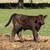 ***MUST SELL - make offer!*** Chocolate/Black HighPark Bull Calf 3 thumbnail