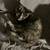 Cute black and biege kitten 5 thumbnail