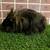 Guinea pig Male (Savethepetz) 4 thumbnail