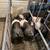 Feeder pigs 1 thumbnail