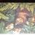 1985 Weyerhaeuser Wildlife Calendar 7 thumbnail