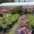 Greenhouse Business and Plants For Sale 2 thumbnail