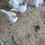 Rare young Heritage pair Beltsville white Turkey 2 thumbnail