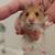 Hamsters 4 thumbnail