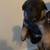 AKC German Shepherd puppies 1 thumbnail