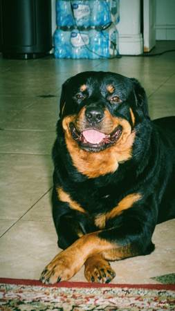 Looking for a forever home552958898702264321