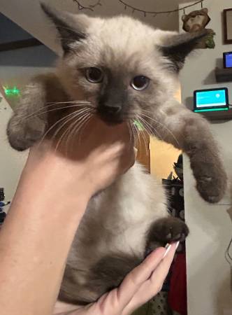 Cute kitty (Vancouver)