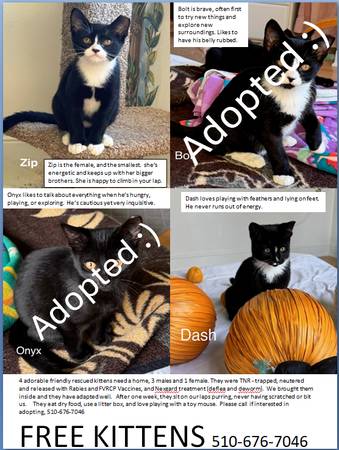 Kitten,2 Adorable Rescued Black/White Kittens, Friendly & Love to Play 1