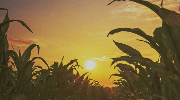 Corn Starch in India – Bluecraft Agro’s Premium Maize-Based Solutions 1