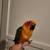 Sun Conure Baby Parrot 5 thumbnail