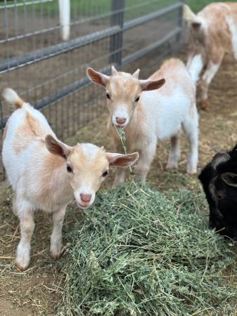 Cabra enano nigeriano bebé (macho/burro) (Bakersfield)64014696276099120