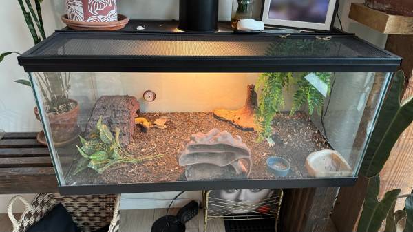 2 leopard gekos 1