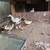 Duck 2 thumbnail