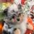 Pomeranian Pumpkins 11 thumbnail