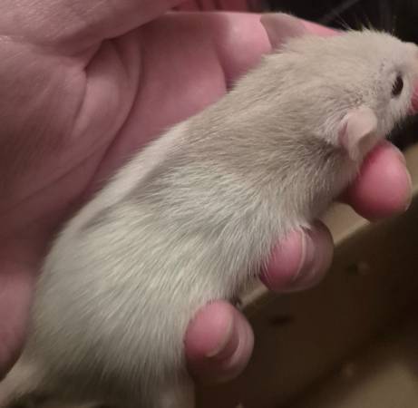 Rats and mice (Beatrice)63857444968835122