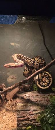 ball python rehome 1