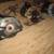 CIRCULAR SAWS 2 thumbnail