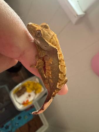 Baby gecko crestaño (Lawrenceburg)63664482645377122
