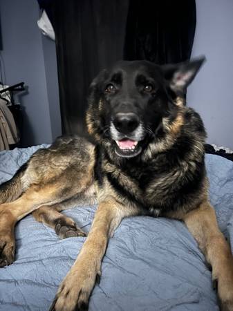 German Shepherd/Great Pyrenees mix puppies (Independence)