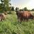 Registered full blooded Limousin 4yr old bull 2 thumbnail