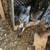 HOMING PIGEONS 13 thumbnail