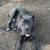 Cane corso 5 thumbnail