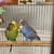 A couple young parakeets 5 thumbnail
