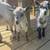 Healthy, Disbudded Nigerian Dwarf Goats for Discussion 3 thumbnail
