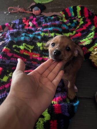 Small breed 1
