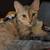 Cats 1 thumbnail