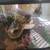 Female pied ball python with full setup 3 thumbnail