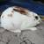 Mini Rex Rabbits! 8 thumbnail