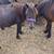 Ponies!!! 4 thumbnail