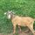 Goats for sale 14 thumbnail