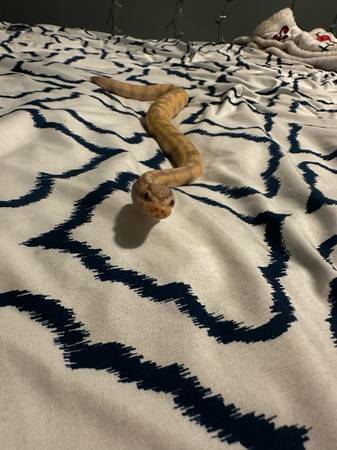 Bannan coral glow ball python 1