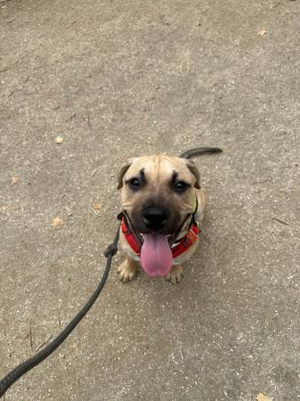 Loving home needed for rescue puppy – small rehoming fee (Placerville)