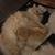 Pure Persian rare doll face and Himalayan kittens 2 thumbnail