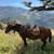 Bay Mare for sale 6 thumbnail